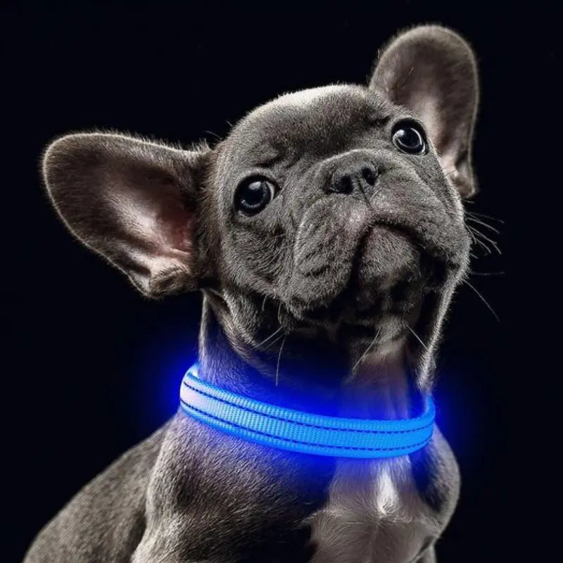 Stylish and Safe LED Pet Collar for Night Walks - Adjustable and Waterproof Design